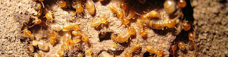 termite damage repair options sunshine coast