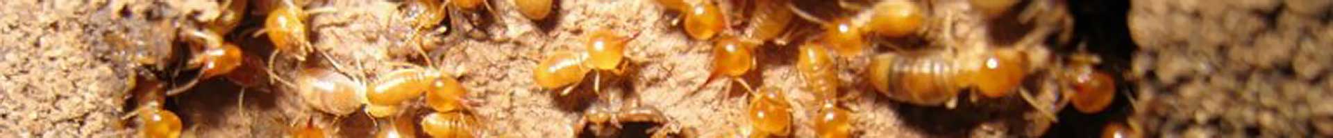 termite damage repair options sunshine coast
